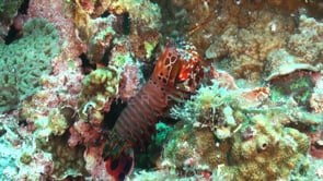 0796_Mantis shrimp standing on coral reef