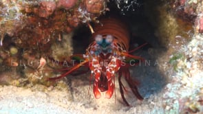 0795_Mantis shrimp hammer clubs