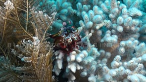 0797_Mantis shrimp on white soft coral