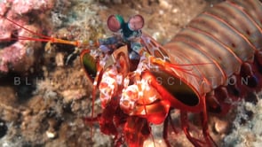 0799_Mantis shrimp moving feet