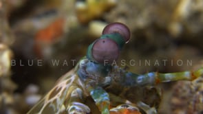 0829_Mantis shrimp close up eyes