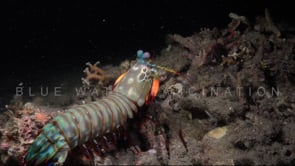 0830_Mantis shrimp tail