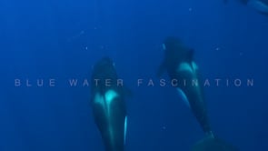 2232_Orca group swimming in blue ocean