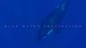 2234_Orca passing close with calf