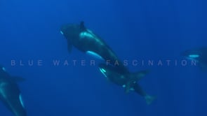 2235_Orcas and sun rays