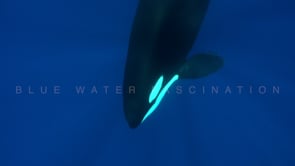 2236_Orcas from front