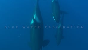 2237_Pod of Orcas passing below