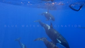 2238_Orcas swimming underwater