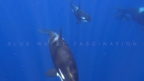 2239_Orcas with calf swimming in blue ocean