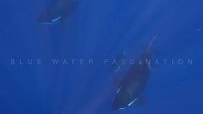 2240_Orcas passing through sun rays