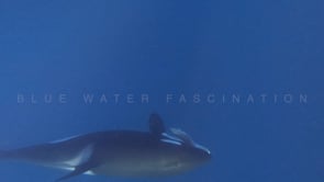 2241_Orca with Dolphin in mouth