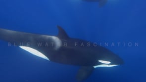 2242_Orcas passing very close