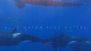 2243_Orcas passing under boat