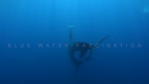 2244_Ocas killing Dolphin