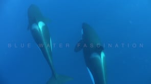 2245_Orcas passing close by