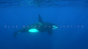 2246_single orca passing close