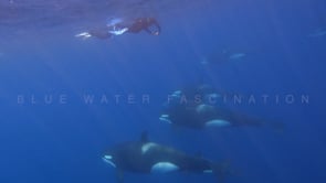 2247_pod of orca Killer Whales and snorkelers