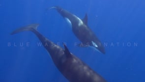 2248_Orcas passing underwater