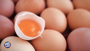 How To Test Your Eggs Quality