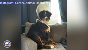 Things Found In A Puppy