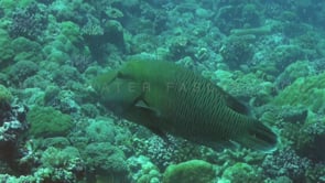 0670_woman napoleon wrasse