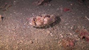 0124_Balloon porcupinefish on sandy reef