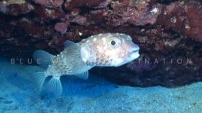 0383_Yellow Burrfish swimming close by