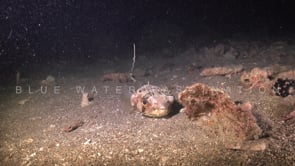 0389_Balloon porcupinefish on sandy reef at night