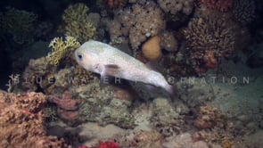 0728_Spot fin pufferfish swimming over coral reef at night