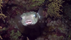 0985_Yellow Burrfish facing camera