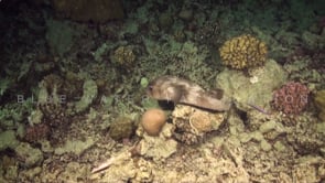 1901_porcupinefish in slow motion swimming over coral reef at night