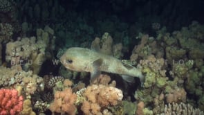 1934_Porcupinefish swimming over coral reef at night