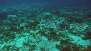 2088_big porcupine fish swimming over coral reef