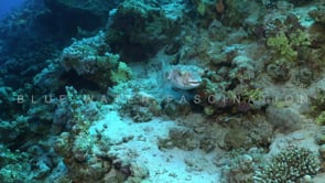 2203_yellow burrfish on coral reef