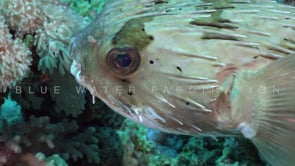 2344_Balloon porcupine fish super close up