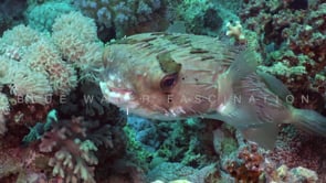 2345_Balloon porcupinefish close up front view