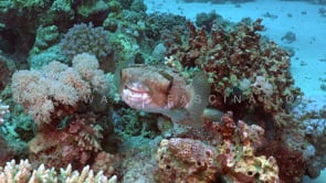 2346_Balloon porcupinefish on coral reef