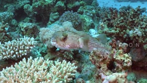 2347_Balloon Porcupine fish close up in the Red Sea