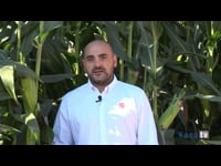 Maíz de alto rendimiento y calidad para garantizar una producción lechera eficiente