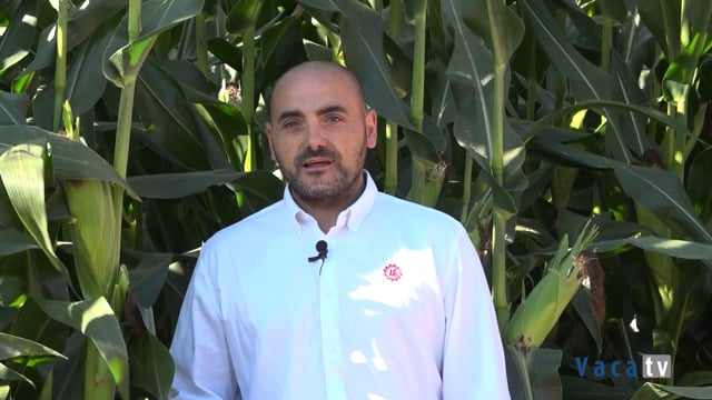 Maíz de alto rendimiento y calidad para garantizar una producción lechera eficiente