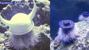 Sea Urchins Are Wearing WHAT