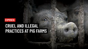 Investigation: Pigs bound, bagged, illegally slaughtered