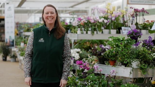 Oxalis Spotlight | How to Grow, Care For & Propagate Wood Sorrels