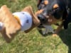 Territory S'mores Squeaker Dog Tug Toy, 13" thumbnail number