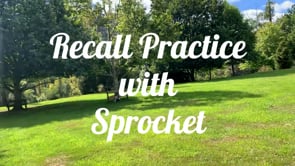 Recall Practice with Sprocket