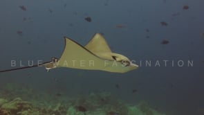 0037_Eagle ray passing over coral reef