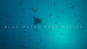 0280_Eagle Ray silhouette 