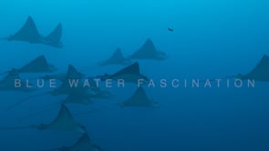 0281_schooling eagle rays