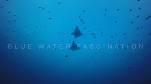 0283_Eagle rays and shark