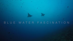 0930_Silhouette of two eagle rays swimming below surface